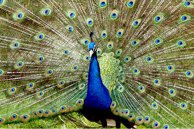 Peacock on Display
